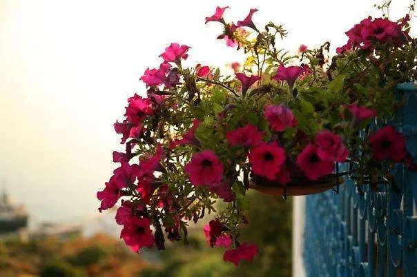 Pensión Luna Rossa Ginostra